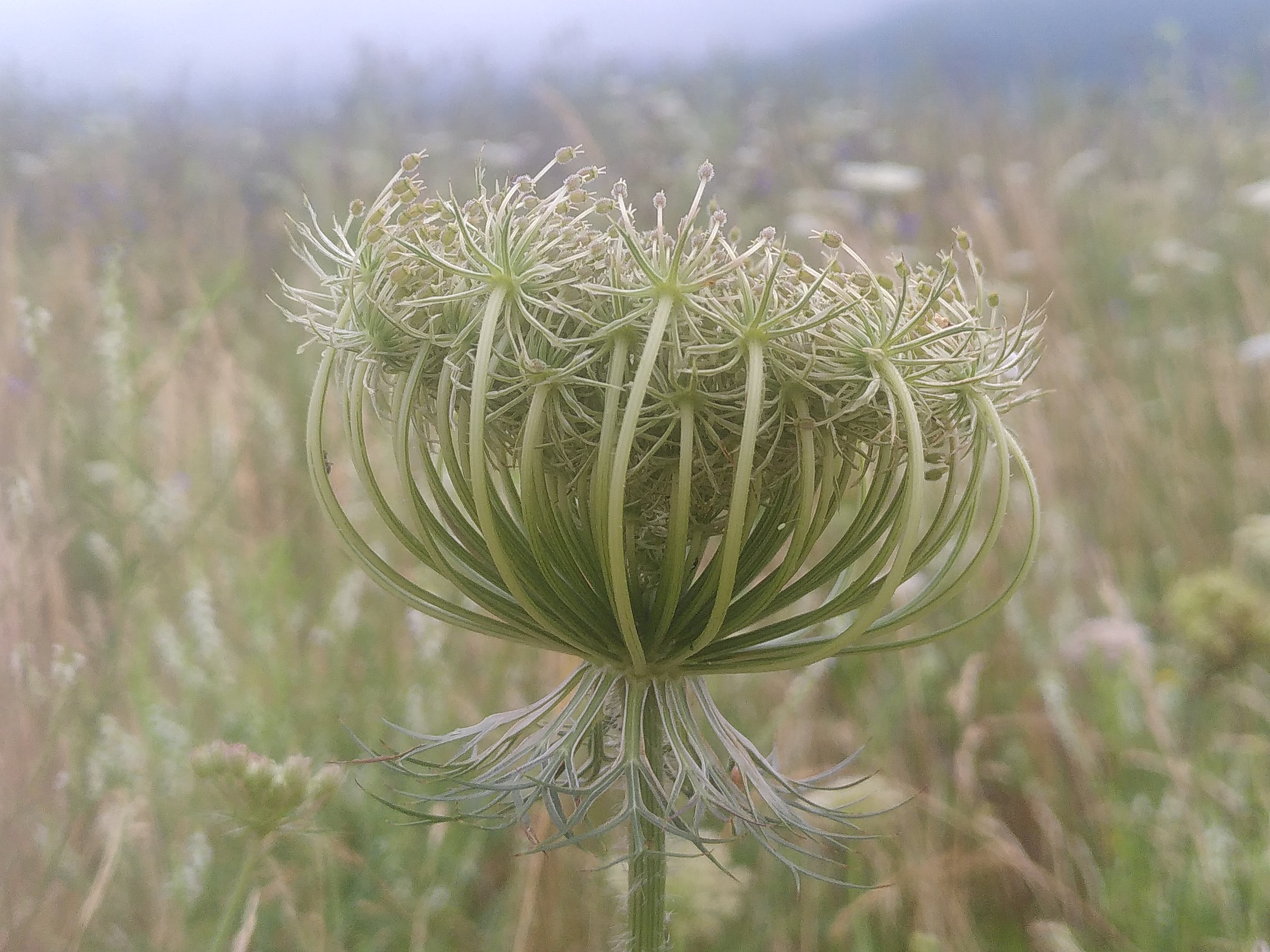Alien Distel